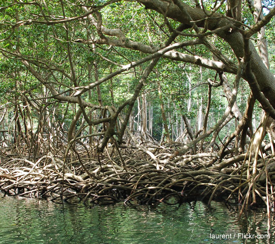 Counterpart Helps Present Climate Resiliency Plan at COP21